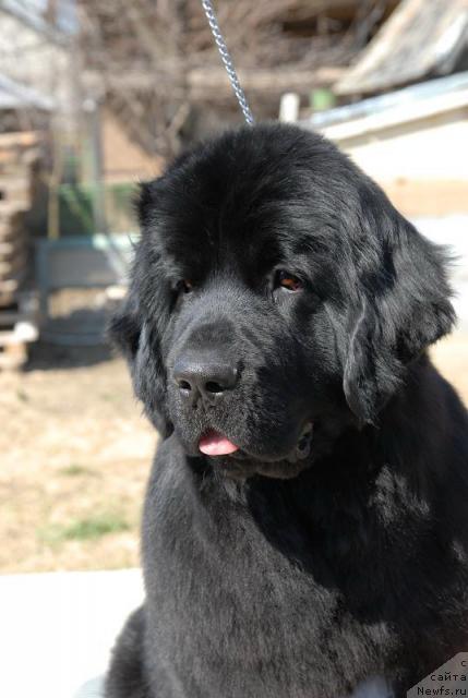 Фото: ньюфаундленд Lifeguard Nothing Else Matters Tender Ebony