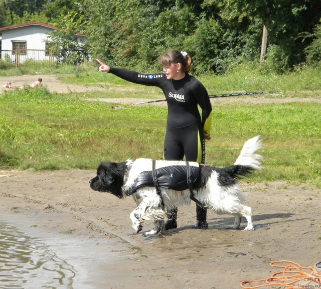 Фото: Anastasiya Kormakova (Анастасия Кормакова), ньюфаундленд Don't Worry Be Happy de L'Etoile de Cyrice