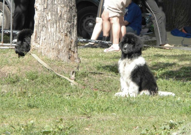 Фотография № 74601