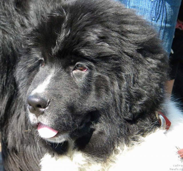 Фотография № 74618