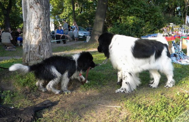Фото: ньюфаундленд Piternyuf I Did It Again (Питерньюф И Дид Ит Агаин), ньюфаундленд Don't Worry Be Happy de L'Etoile de Cyrice