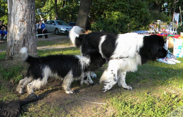 Фотография № 74621