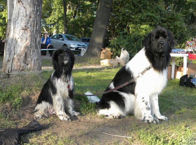 Фото: ньюфаундленд Piternyuf I Did It Again (Питерньюф И Дид Ит Агаин), ньюфаундленд Don't Worry Be Happy de L'Etoile de Cyrice