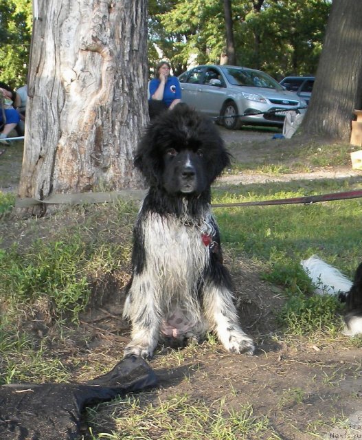 Фото: ньюфаундленд Piternyuf I Did It Again (Питерньюф И Дид Ит Агаин)