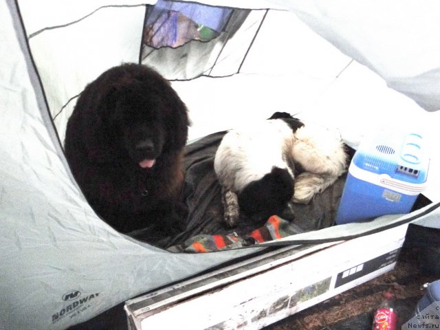 Фотография № 74657