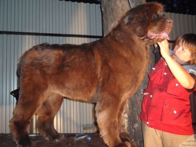 Фото: ньюфаундленд Arabella Statnaya Mulatka (Арабелла Статная Мулатка), Nataliya Snigireva (Наталия Снигирева)