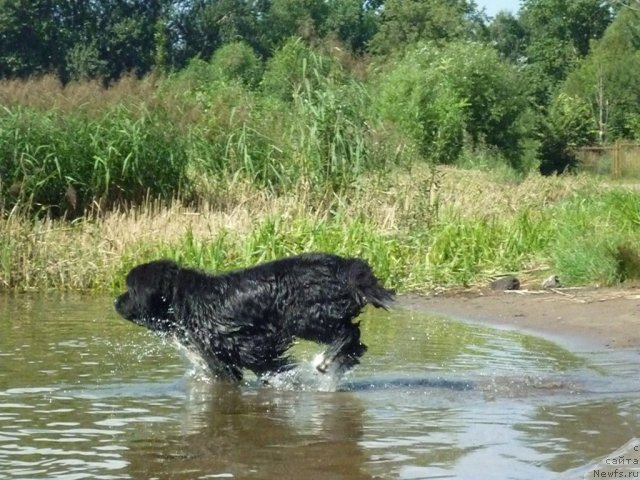 Фото: ньюфаундленд Bartez Beliy