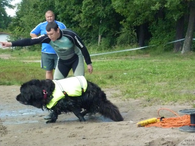 Фото: ньюфаундленд Smigar Jezella de lya Roze (Смигар Жезелла де ля Розе), Виталий