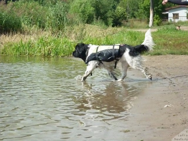 Фото: ньюфаундленд Don't Worry Be Happy de L'Etoile de Cyrice