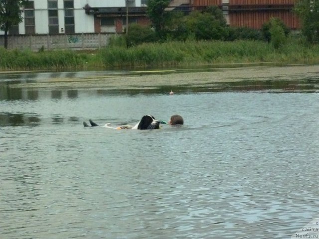 Фото: ньюфаундленд SHedou iz Unikal'noy Kollekcii (Шедоу из Уникальной Коллекции), Anastasiya Kormakova (Анастасия Кормакова)