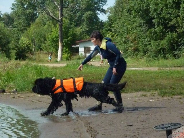Фото: ньюфаундленд Smigar Gordon Fellow (Смигар Гордон-Феллоу), Nataliya Mihaylova (Наталия Михайлова)