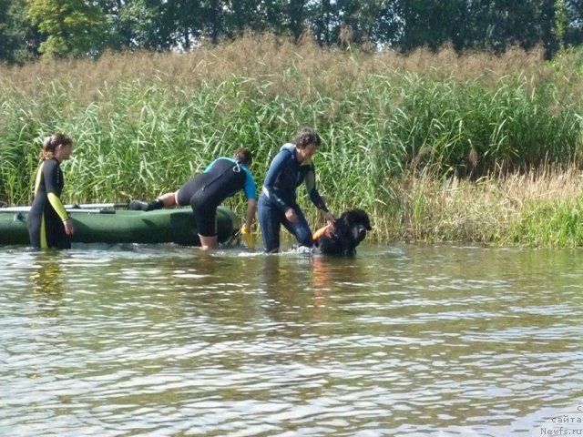 Фото: ньюфаундленд Smigar Gordon Fellow (Смигар Гордон-Феллоу), Anastasiya Kormakova (Анастасия Кормакова), Kseniya Semikova (Ксения Семикова), Nataliya Mihaylova (Наталия Михайлова)