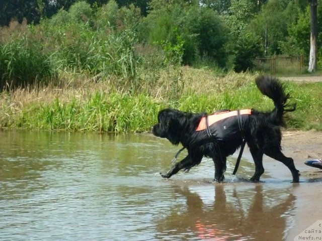 Фото: ньюфаундленд Tsinnamon Bel' Fra Sharmel iz Arkaima (Циннамон БельФра Шармэль из Аркаима)