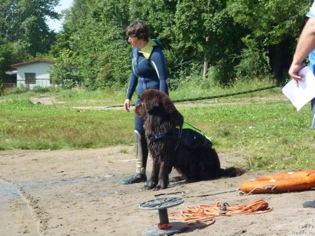 Фото: ньюфаундленд Fann'yuf Ura YA s Vami (Фанньюф Ура Я с Вами), Nataliya Mihaylova (Наталия Михайлова)