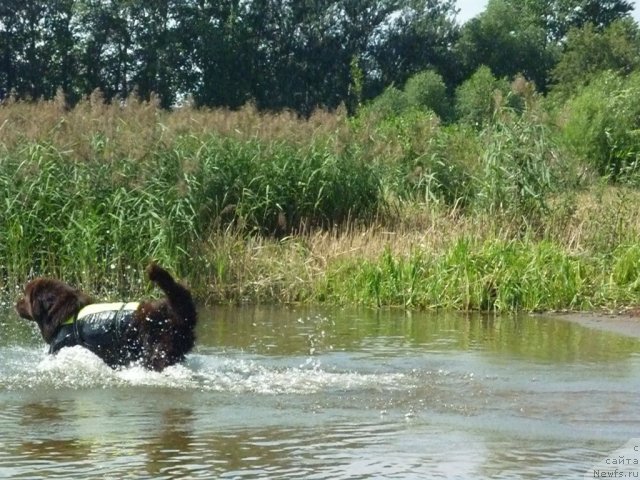 Фото: ньюфаундленд Fann'yuf Ura YA s Vami (Фанньюф Ура Я с Вами)