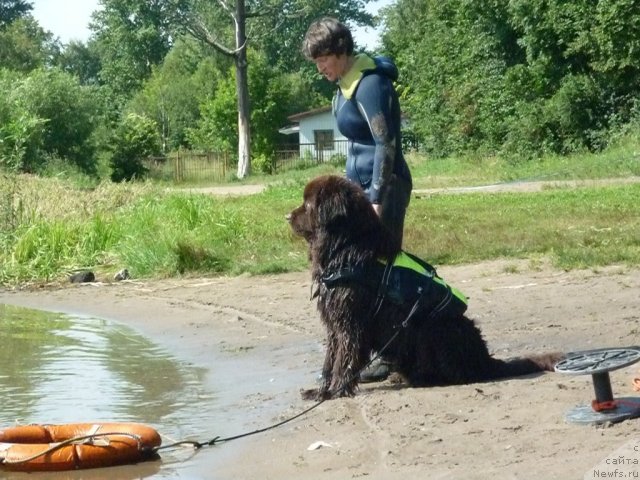 Фото: ньюфаундленд Fann'yuf Ura YA s Vami (Фанньюф Ура Я с Вами), Nataliya Mihaylova (Наталия Михайлова)