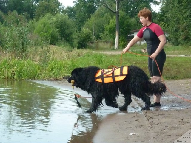 Фото: ньюфаундленд Jemchug Grand iz Unikal'noy Kollekcii (Жемчуг Гранд из Уникальной Коллекции), Irina Dolotova (Ирина Долотова)