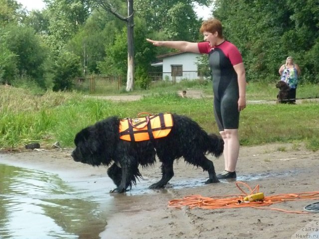 Фото: ньюфаундленд Jemchug Grand iz Unikal'noy Kollekcii (Жемчуг Гранд из Уникальной Коллекции), Irina Dolotova (Ирина Долотова)