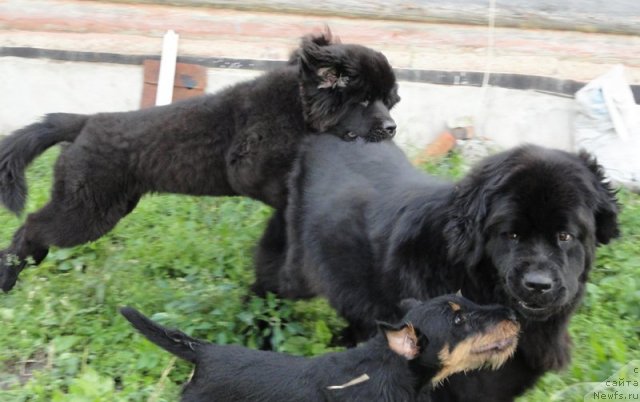 Фото: ньюфаундленд Beguschaya po Volnam Dancing Queen (Бегущая по Волнам Дансинг Квин), ньюфаундленд Bjornebandens Nancy Wilson