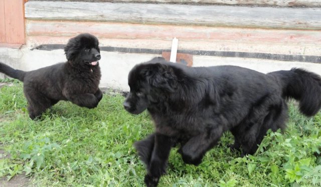 Фото: ньюфаундленд Beguschaya po Volnam Dancing Queen (Бегущая по Волнам Дансинг Квин), ньюфаундленд Bjornebandens Nancy Wilson