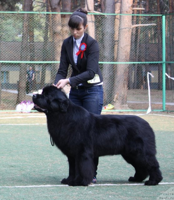 Фото: ньюфаундленд Aquatoriya Kelvin Impressa (Акватория Келвин Импресса)