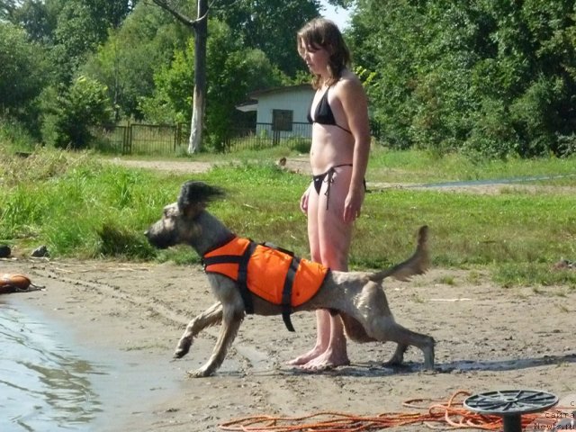 Фото: Ol'ga Verbickaya (Ольга Вербицкая), бриар ЗОР