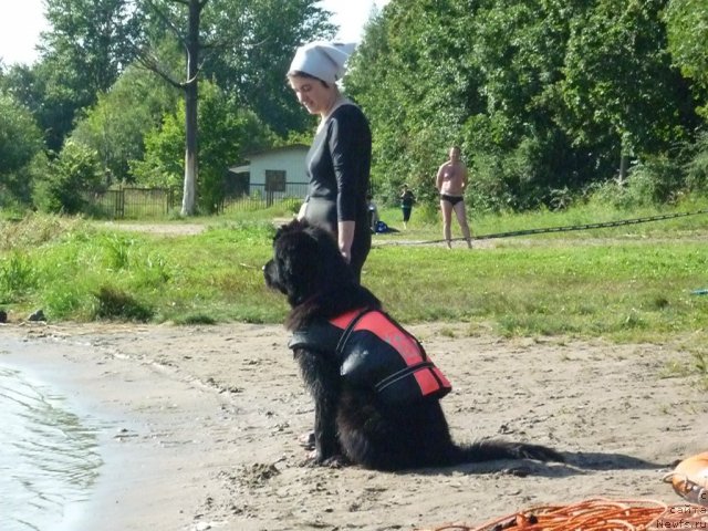 Фото: ньюфаундленд Funnewf Uletnaya Devchenka (Фанньюф Улетная Девчонка), Ol'ga Braslavskaya (Ольга Браславская)