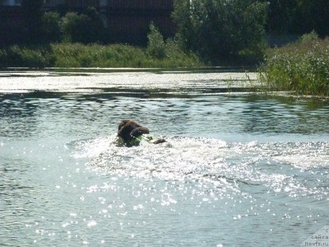 Фото: ньюфаундленд Funnewf Uletnaya Devchenka (Фанньюф Улетная Девчонка)