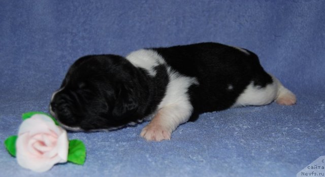 Фото: ньюфаундленд CHinzano Asti ot Sibirskogo Medvedya (Чинзано Асти от Сибирского Медведя)