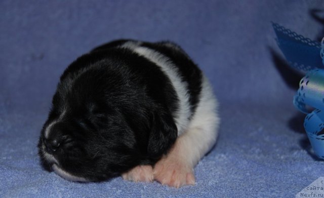 Фото: ньюфаундленд CHedder Ford ot Sibirskogo Medvedya (Чеддер Форд от Сибирского Медведя)