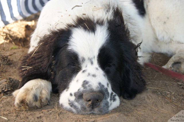 Фотография № 74846