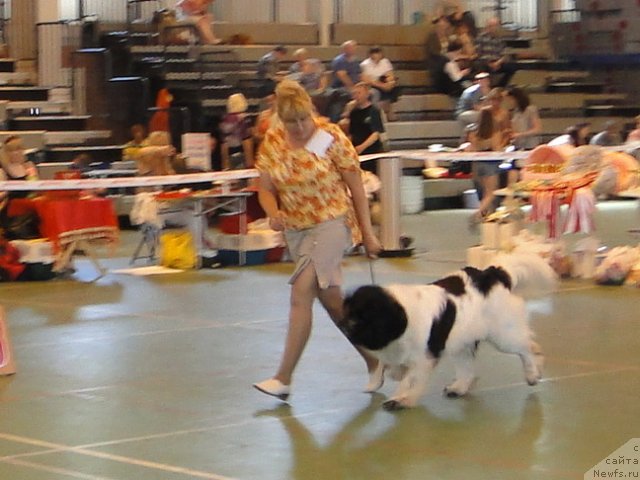 Фото: ньюфаундленд Super Bizon Baton (Супер Бизон Батон)