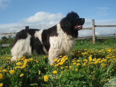 Фото: ньюфаундленд Vesnushka na Shastie (Веснушка на Счастье)
