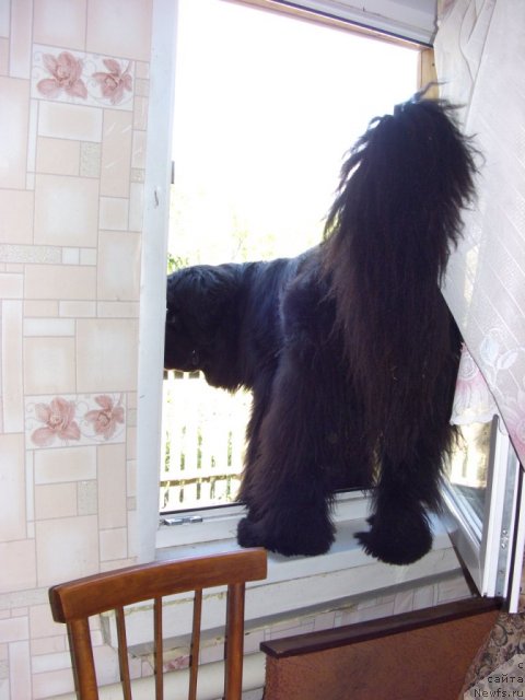 Фото: ньюфаундленд Baryishnya (Барышня)