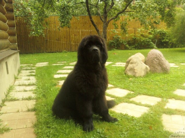 Фото: ньюфаундленд Very Fairweathers X'Got The Rhythm