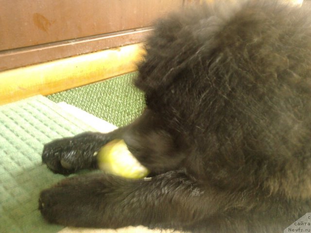 Фото: ньюфаундленд Very Fairweathers X'Got The Rhythm