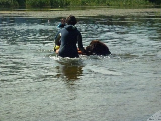 Фото: ньюфаундленд Fann'yuf Ura YA s Vami (Фанньюф Ура Я с Вами), Anastasiya Kormakova (Анастасия Кормакова), Nataliya Mihaylova (Наталия Михайлова)