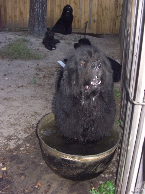 Фото: ньюфаундленд Andjel Viktorius (Анджел Викториус)