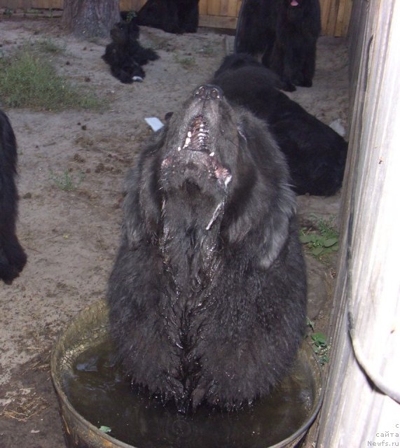 Фото: ньюфаундленд Andjel Viktorius (Анджел Викториус)