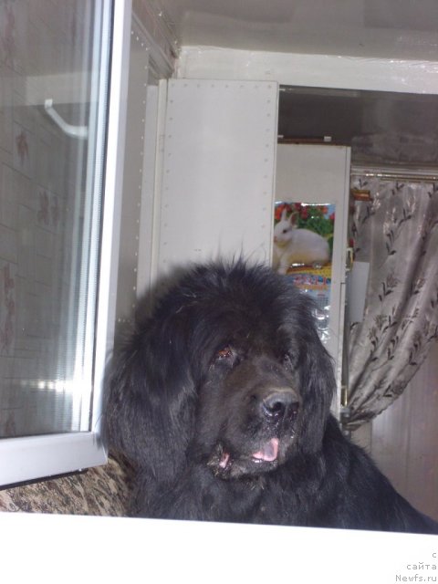 Фото: ньюфаундленд Glyed Tu Si Djipsi (Глэд Ту Си Джипси)