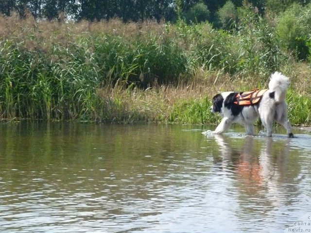 Фотография № 74893