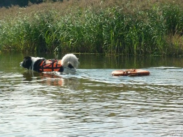 Фотография № 74895