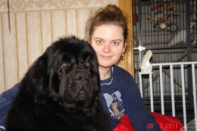 Фото: ньюфаундленд Gimenej Golden Star, Elena Rozenfel'd (Елена Розенфельд)