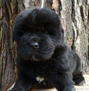 Фотография № 74915