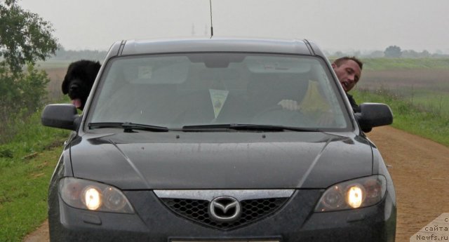 Фото: ньюфаундленд Ark Veles (Арк Велес)