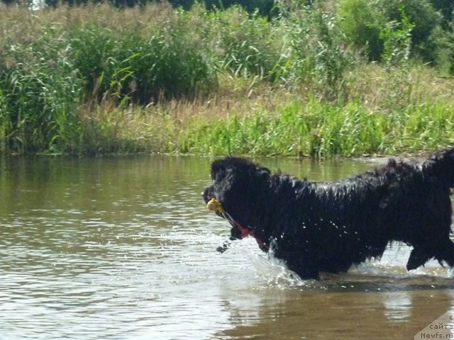 Фото: ньюфаундленд Talula Bell (Талула Белл)