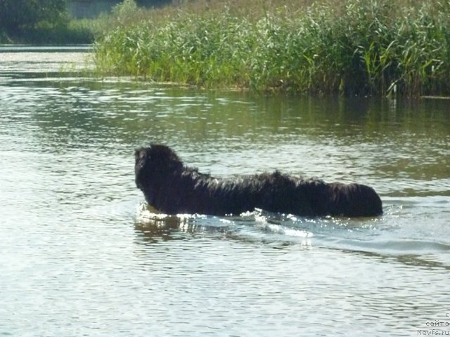 Фото: ньюфаундленд Talula Bell (Талула Белл)