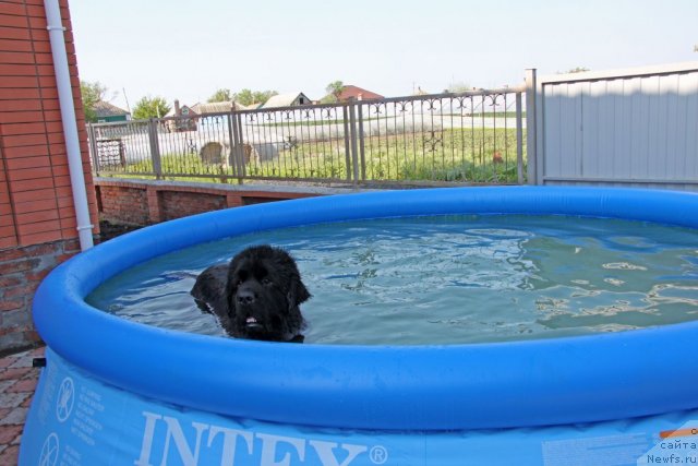 Фото: ньюфаундленд Ark Veles (Арк Велес)