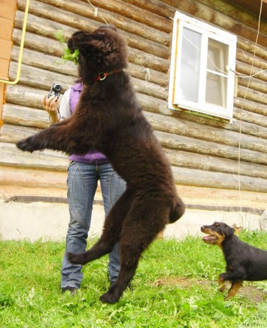 Фото: ньюфаундленд Beguschaya po Volnam Dancing Queen (Бегущая по Волнам Дансинг Квин)