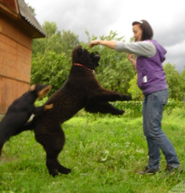 Фото: ньюфаундленд Beguschaya po Volnam Dancing Queen (Бегущая по Волнам Дансинг Квин)